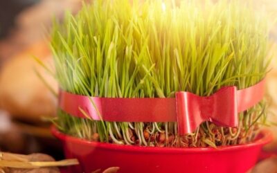 Sijanje pšenice – tradicija koju čuvamo zajedno